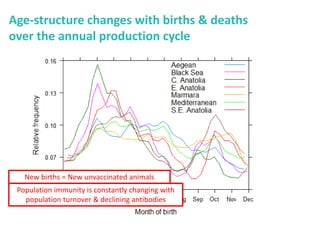 Mass vaccination, immunity and coverage: Modelling population protection against foot-and-mouth disease in Turkish cattle