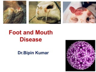 Foot and Mouth
Disease
Dr.Bipin Kumar
 