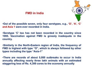 •Out of the possible seven, only four serotypes, e.g., ‘O’, ‘A’, ‘C’
and Asia 1 were ever recorded in India.
•Serotype ‘C’ too has not been recorded in the country since
1995. Vaccination against FMD is grossly inadequate in the
country.
•Similarly in the North-Eastern region of India, the frequency of
FMD is highest with type “O”, which is always followed by other
types including the type “Asia-1”
•There are records of about 5,000 outbreaks to occur in India
annually affecting nearly three lakh animals with an estimated
staggering loss of Rs. 4,300 cores to the economy annually
FMD in India
 