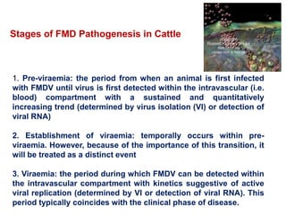 Stages of FMD Pathogenesis in Cattle
1. Pre-viraemia: the period from when an animal is first infected
with FMDV until virus is first detected within the intravascular (i.e.
blood) compartment with a sustained and quantitatively
increasing trend (determined by virus isolation (VI) or detection of
viral RNA)
2. Establishment of viraemia: temporally occurs within pre-
viraemia. However, because of the importance of this transition, it
will be treated as a distinct event
3. Viraemia: the period during which FMDV can be detected within
the intravascular compartment with kinetics suggestive of active
viral replication (determined by VI or detection of viral RNA). This
period typically coincides with the clinical phase of disease.
 