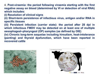 4. Post-viraemia: the period following viraemia starting with the first
negative assay on blood (determined by VI or detection of viral RNA)
which includes:
(i) Resolution of clinical signs
(ii) Short-term persistence of infectious virus, antigen and/or RNA in
specific tissues
(iii) Persistent infection (carrier state): the period after 28 dpi in
which infectious FMDV may be detected on at least one of multiple
oesophageal–pharyngeal (OP) samples (as defined by OIE)
(iv) Chronic long-term sequelae including hirsutism, heat-intolerance
(panting) and thyroid dysfunction, which have been reported in
recovered cattle
 