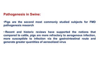 Pathogenesis in Swine:
•Pigs are the second most commonly studied subjects for FMD
pathogenesis research
• Recent and historic reviews have supported the notions that
compared to cattle, pigs are more refractory to aerogenous infection,
more susceptible to infection via the gastrointestinal route and
generate greater quantities of aerosolized virus
 