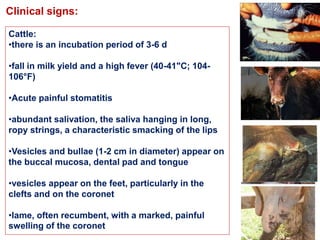 Clinical signs:
Cattle:
•there is an incubation period of 3-6 d
•fall in milk yield and a high fever (40-41"C; 104-
106°F)
•Acute painful stomatitis
•abundant salivation, the saliva hanging in long,
ropy strings, a characteristic smacking of the lips
•Vesicles and bullae (1-2 cm in diameter) appear on
the buccal mucosa, dental pad and tongue
•vesicles appear on the feet, particularly in the
clefts and on the coronet
•lame, often recumbent, with a marked, painful
swelling of the coronet
 