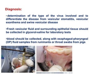 Diagnosis:
• determination of the type of the virus involved and to
differentiate the disease from vesicular stomatitis, vesicular
exanthema and swine vesicular disease
•Fresh vesicular fluid and surrounding epithelial tissue should
be collected in glycerol-saline for laboratory tests
•blood should be collected, along with esophageal-pharyngeal
(OP) fluid samples from ruminants or throat swabs from pigs
 