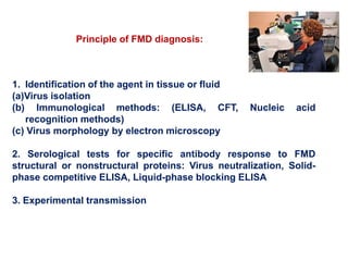 1. Identification of the agent in tissue or fluid
(a)Virus isolation
(b) Immunological methods: (ELISA, CFT, Nucleic acid
recognition methods)
(c) Virus morphology by electron microscopy
2. Serological tests for specific antibody response to FMD
structural or nonstructural proteins: Virus neutralization, Solid-
phase competitive ELISA, Liquid-phase blocking ELISA
3. Experimental transmission
Principle of FMD diagnosis:
 