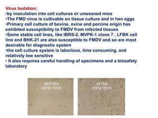 Virus Isolation:
•by inoculation into cell cultures or unweaned mice
•The FMD virus is cultivable on tissue culture and in hen eggs
•Primary cell culture of bovine, ovine and porcine origin has
exhibited susceptibility to FMDV from infected tissues
•Some stable cell lines, like IBRS-2, MVPK-1 clone 7 , LFBK cell
line and BHK-21 are also susceptible to FMDV and so are most
desirable for diagnostic system
•the cell culture system is laborious, time consuming, and
relatively low sensitive
• It also requires careful handling of specimens and a biosafety
laboratory
 