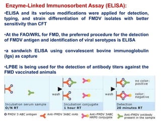 Enzyme-Linked Immunosorbent Assay (ELISA):
•ELISA and its various modifications were applied for detection,
typing, and strain differentiation of FMDV isolates with better
sensitivity than CFT
•At the FAO/WRL for FMD, the preferred procedure for the detection
of FMDV antigen and identification of viral serotypes is ELISA
•a sandwich ELISA using convalescent bovine immunoglobulin
(Igs) as capture
•LPBE is being used for the detection of antibody titers against the
FMD vaccinated animals
 
