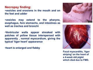 Necropsy finding:
•vesicles and erosions in the mouth and on
the feet and udder
•vesicles may extend to the pharynx,
esophagus, fore stomachs, and intestines as
well as trachea and bronchi
•Ventricular walls appear streaked with
patches of yellow tissue interspersed with
apparently , normal myocardium, giving the
typical 'tiger heart' appearance
•heart is enlarged and flabby
Focal myocarditis, 'tiger
striping' on the heart of
a 4-week old piglet
which died due to FMD.
 
