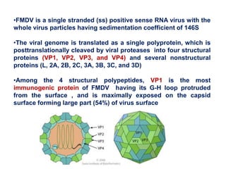 •FMDV is a single stranded (ss) positive sense RNA virus with the
whole virus particles having sedimentation coefficient of 146S
•The viral genome is translated as a single polyprotein, which is
posttranslationally cleaved by viral proteases into four structural
proteins (VP1, VP2, VP3, and VP4) and several nonstructural
proteins (L, 2A, 2B, 2C, 3A, 3B, 3C, and 3D)
•Among the 4 structural polypeptides, VP1 is the most
immunogenic protein of FMDV having its G-H loop protruded
from the surface , and is maximally exposed on the capsid
surface forming large part (54%) of virus surface
 
