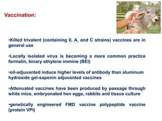 Vaccination:
•Killed trivalent (containing 0, A, and C strains) vaccines are in
general use
•Locally isolated virus is becoming a more common practice
formalin, binary ethylene immine (BEl)
•oil-adjuvanted induce higher levels of antibody than aluminum
hydroxide gel-saponin adjuvanted vaccines
•Attenuated vaccines have been produced by passage through
white mice, embryonated hen eggs, rabbits and tissue culture
•genetically engineered FMD vaccine polypeptide vaccine
(protein VPl)
 