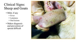 FMD Foot And Mouth Disease GROUP 5 pptx fmd-foot-and-mouth-disease-group-5-pptx