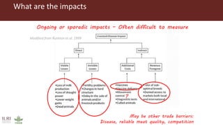 Foot-and-mouth disease impact studies