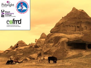 Mass vaccination, immunity and coverage: Modelling population protection against foot-and-mouth disease in Turkish cattle