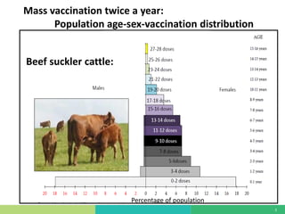 Mass vaccination, immunity and coverage: Modelling population protection against foot-and-mouth disease in Turkish cattle