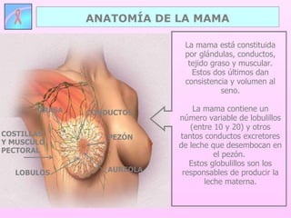 ANATOMÍA DE LA MAMA COSTILLAS Y MUSCULO PECTORAL La mama está constituida por glándulas, conductos, tejido graso y muscular. Estos dos últimos dan consistencia y volumen al seno. La mama contiene un número variable de lobulillos (entre 10 y 20) y otros tantos conductos excretores de leche que desembocan en el pezón.  Estos globulillos son los responsables de producir la leche materna. PEZÓN AUREOLA GRASA LOBULOS CONDUCTOS 