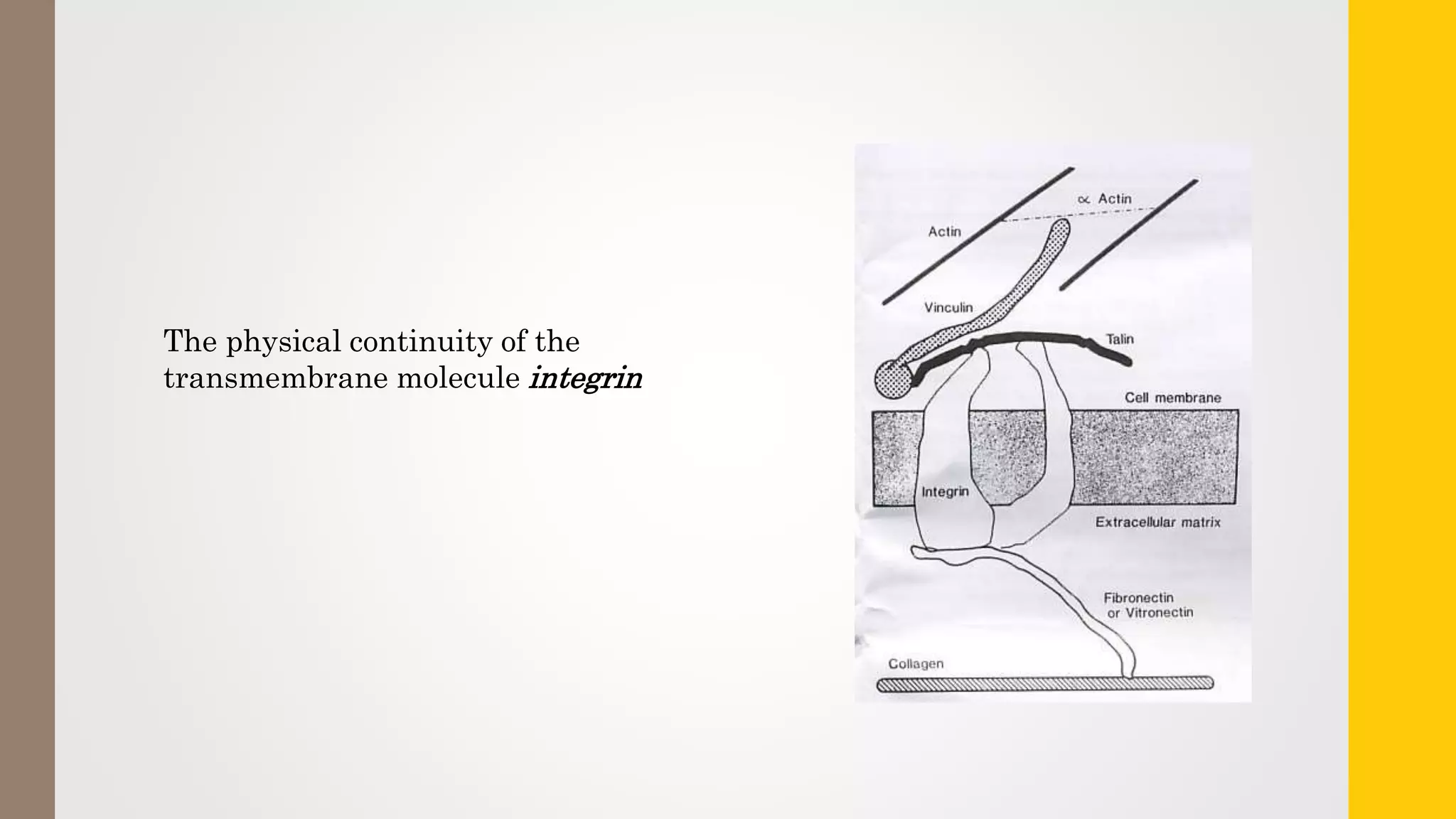 The physical continuity of the
transmembrane molecule integrin
 