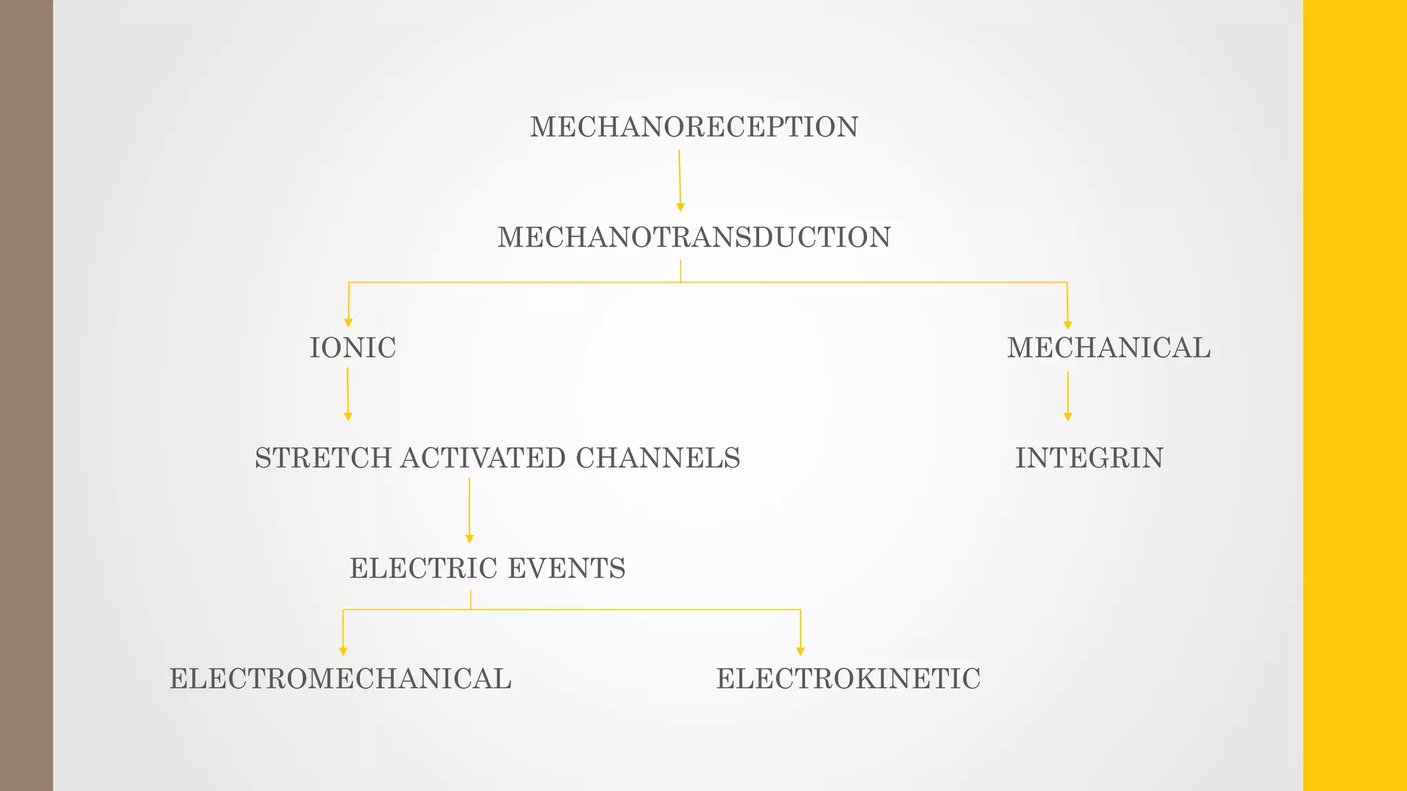 MECHANORECEPTION
MECHANOTRANSDUCTION
IONIC MECHANICAL
STRETCH ACTIVATED CHANNELS INTEGRIN
ELECTRIC EVENTS
ELECTROMECHANICAL ELECTROKINETIC
 
