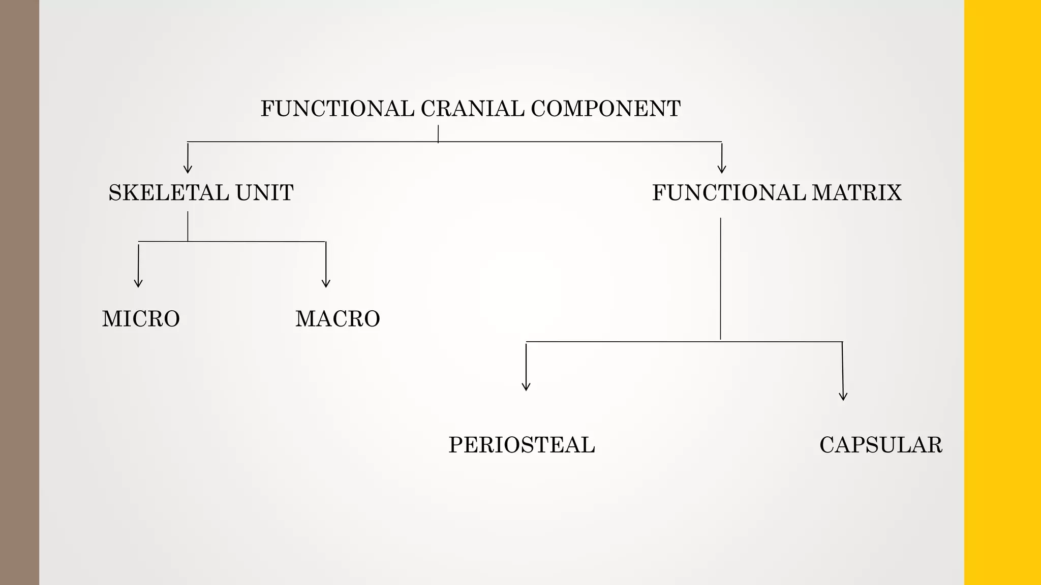 FUNCTIONAL CRANIAL COMPONENT
SKELETAL UNIT FUNCTIONAL MATRIX
MICRO MACRO
PERIOSTEAL CAPSULAR
 