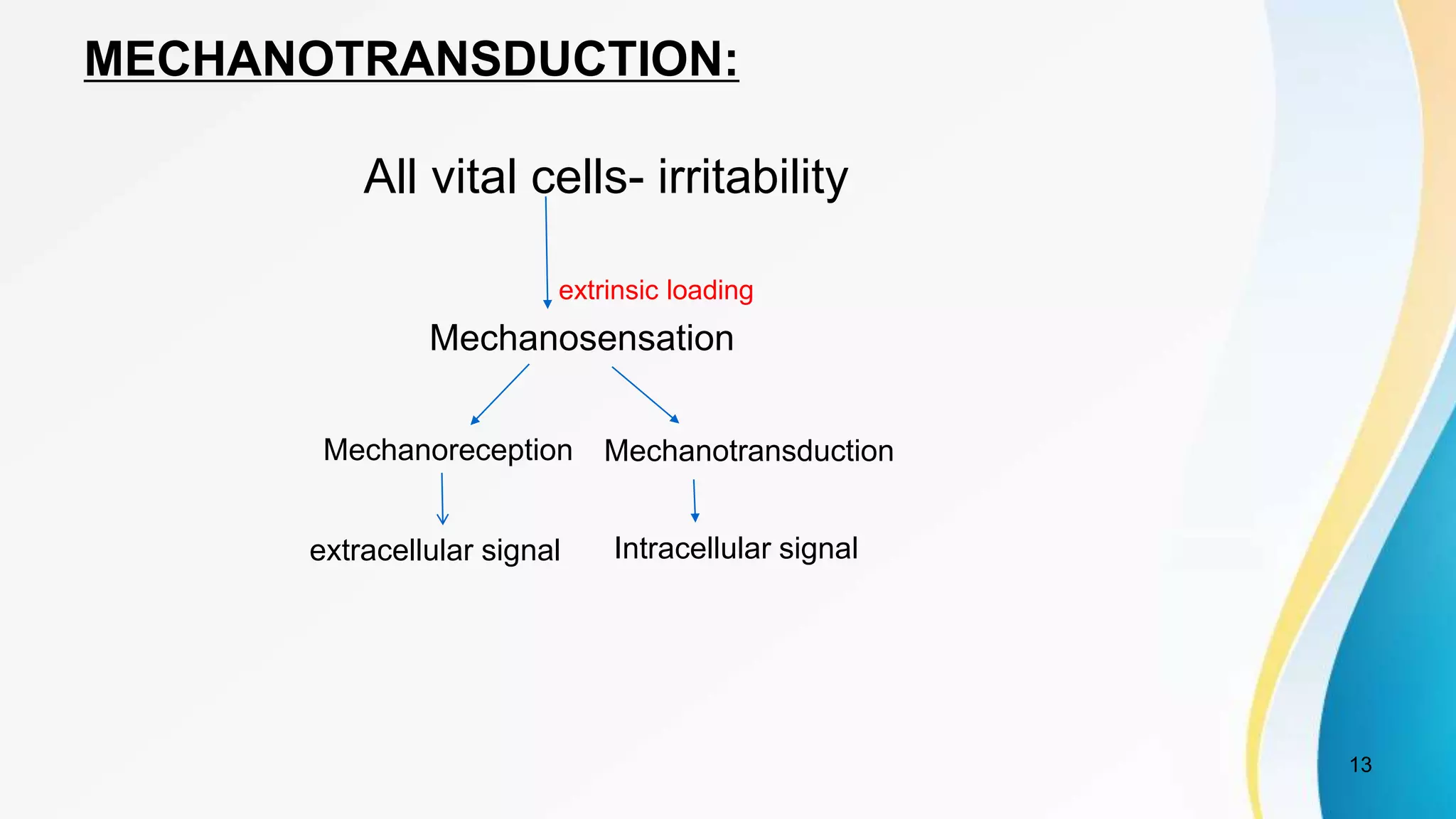 MECHANOTRANSDUCTION:
All vital cells- irritability
13
Mechanosensation
Mechanoreception Mechanotransduction
Intracellular signal
extrinsic loading
extracellular signal
 