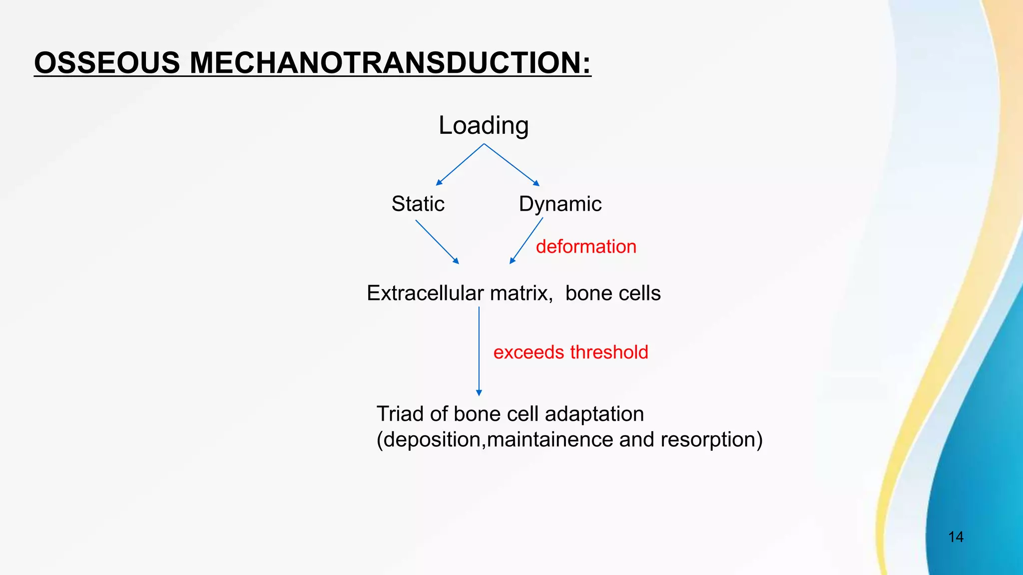 14
OSSEOUS MECHANOTRANSDUCTION:
Loading
Static Dynamic
Extracellular matrix, bone cells
Triad of bone cell adaptation
(deposition,maintainence and resorption)
deformation
exceeds threshold
 