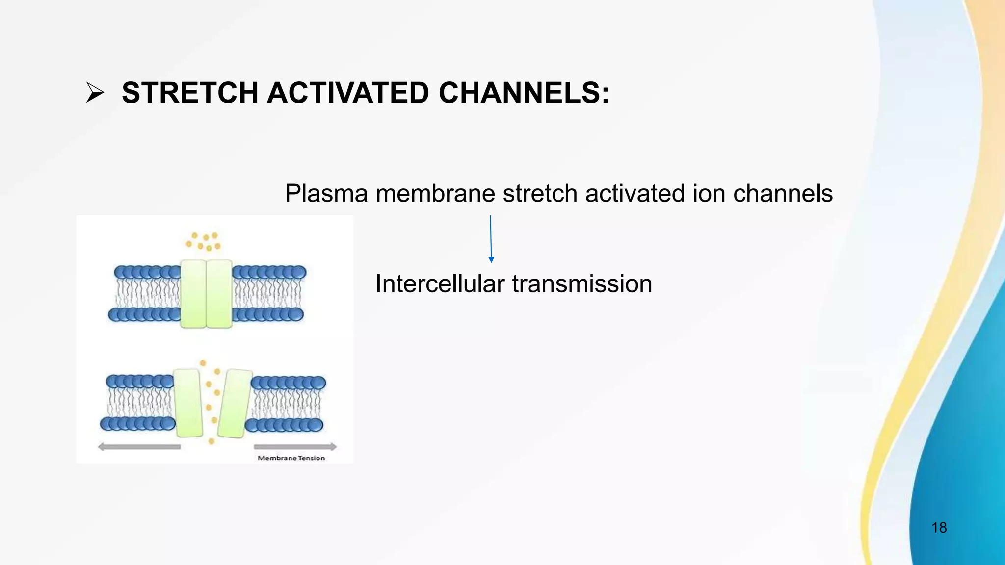 18
 STRETCH ACTIVATED CHANNELS:
Plasma membrane stretch activated ion channels
Intercellular transmission
 