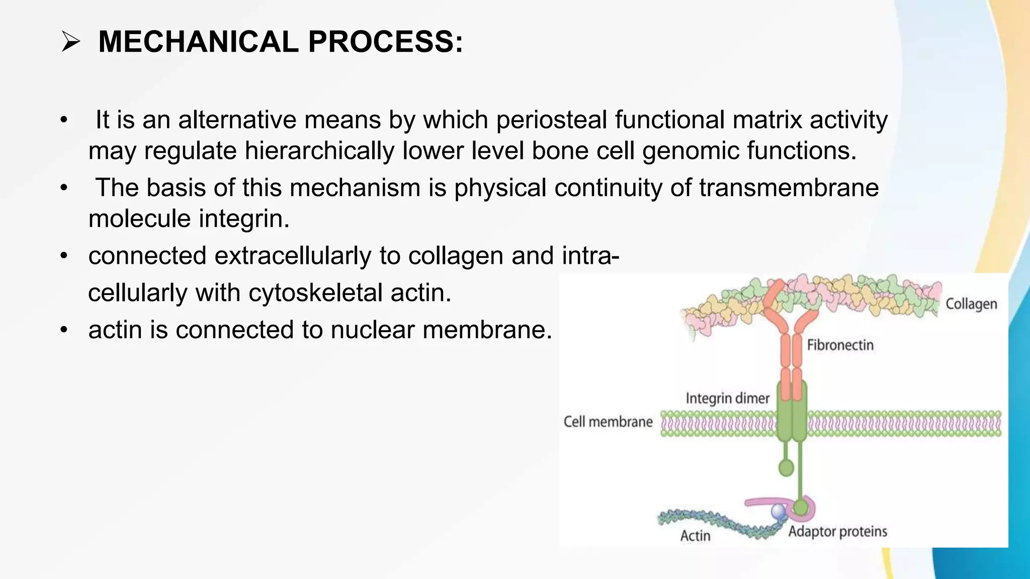  MECHANICAL PROCESS:
• It is an alternative means by which periosteal functional matrix activity
may regulate hierarchically lower level bone cell genomic functions.
• The basis of this mechanism is physical continuity of transmembrane
molecule integrin.
• connected extracellularly to collagen and intra-
cellularly with cytoskeletal actin.
• actin is connected to nuclear membrane.
20
 