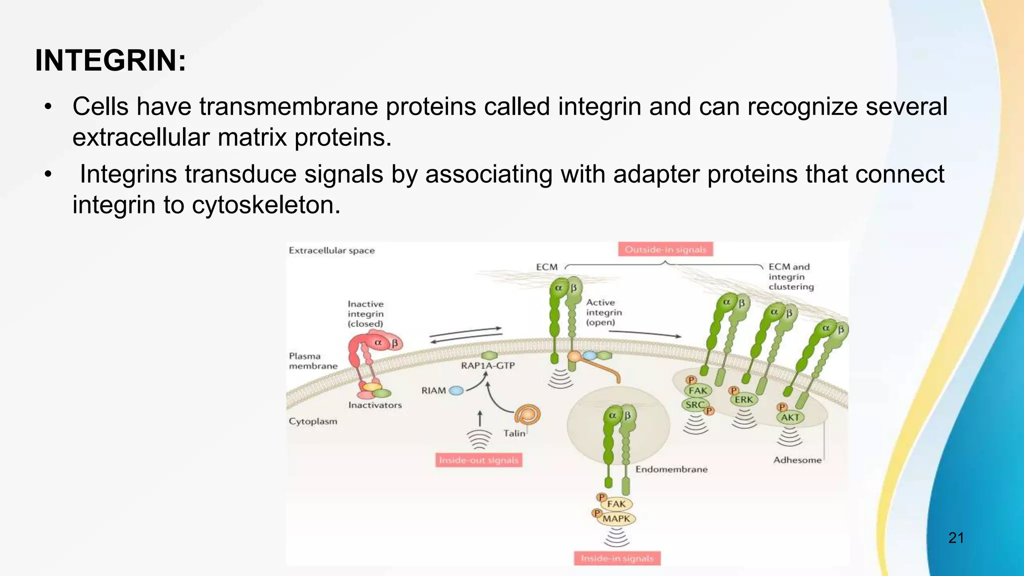 INTEGRIN:
• Cells have transmembrane proteins called integrin and can recognize several
extracellular matrix proteins.
• Integrins transduce signals by associating with adapter proteins that connect
integrin to cytoskeleton.
21
 