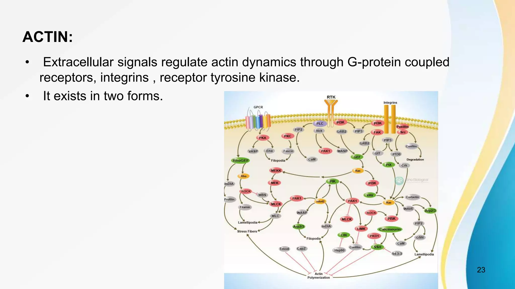 ACTIN:
• Extracellular signals regulate actin dynamics through G-protein coupled
receptors, integrins , receptor tyrosine kinase.
• It exists in two forms.
23
 