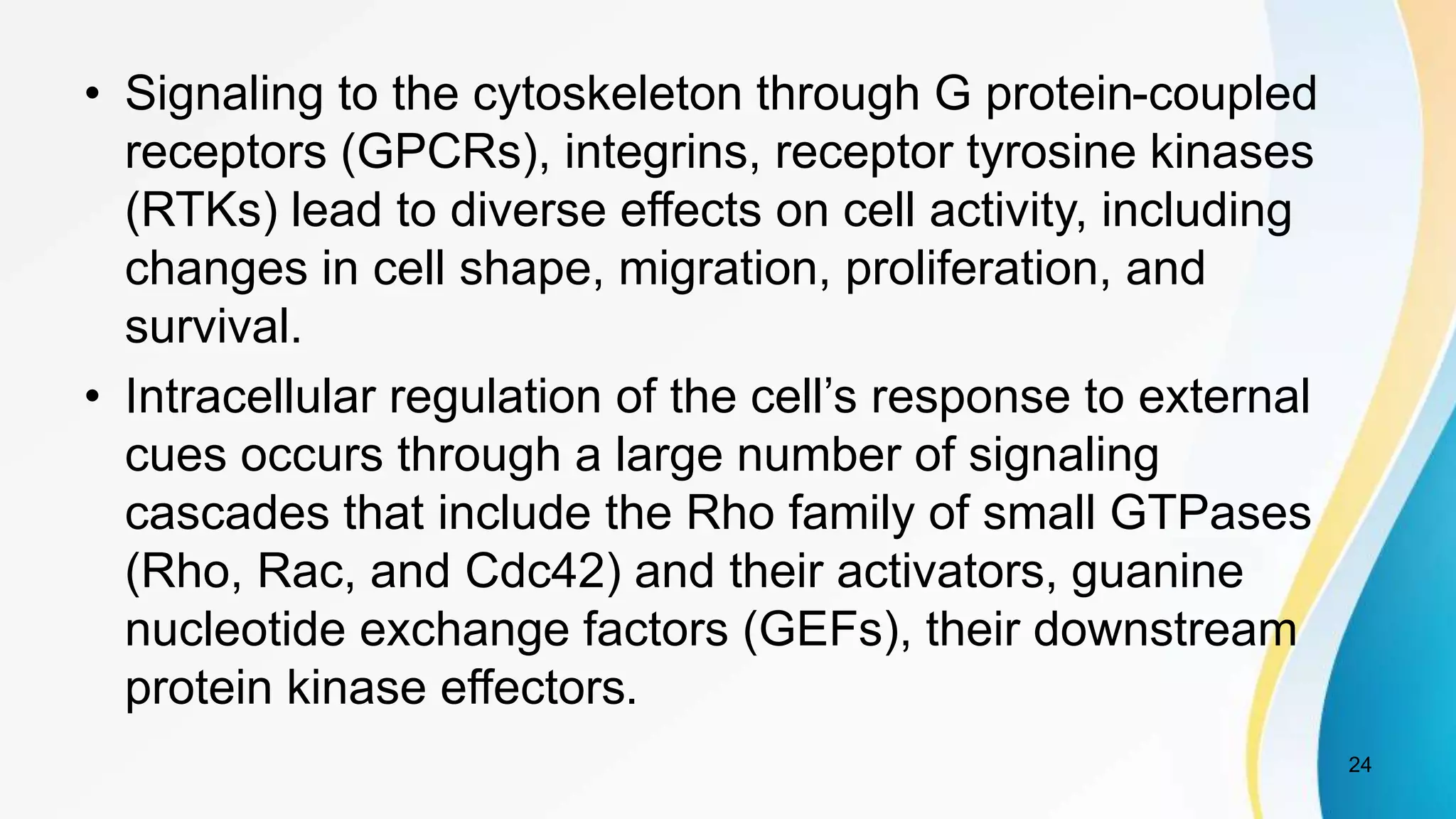• Signaling to the cytoskeleton through G protein-coupled
receptors (GPCRs), integrins, receptor tyrosine kinases
(RTKs) lead to diverse effects on cell activity, including
changes in cell shape, migration, proliferation, and
survival.
• Intracellular regulation of the cell’s response to external
cues occurs through a large number of signaling
cascades that include the Rho family of small GTPases
(Rho, Rac, and Cdc42) and their activators, guanine
nucleotide exchange factors (GEFs), their downstream
protein kinase effectors.
24
 