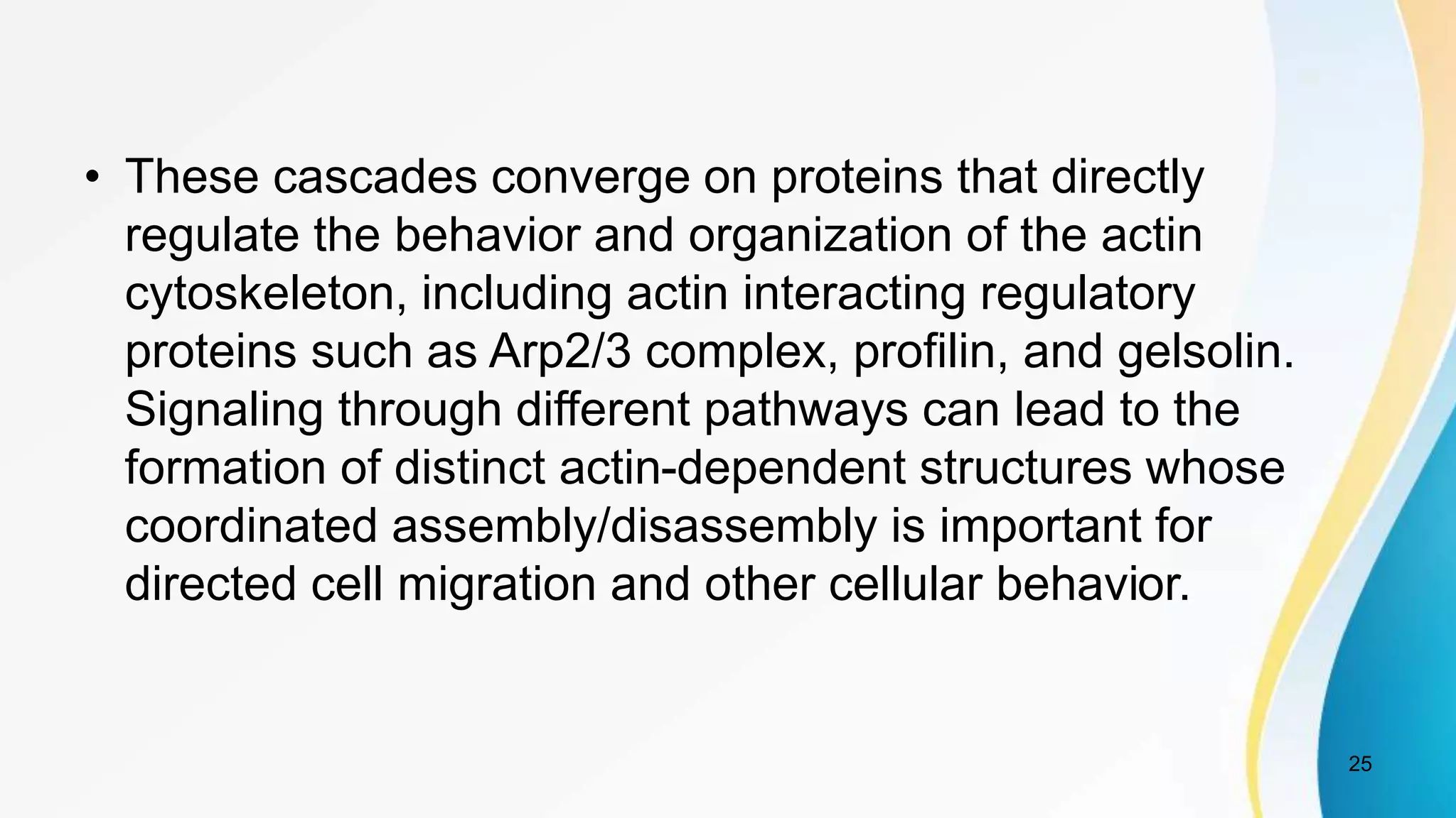 • These cascades converge on proteins that directly
regulate the behavior and organization of the actin
cytoskeleton, including actin interacting regulatory
proteins such as Arp2/3 complex, profilin, and gelsolin.
Signaling through different pathways can lead to the
formation of distinct actin-dependent structures whose
coordinated assembly/disassembly is important for
directed cell migration and other cellular behavior.
25
 