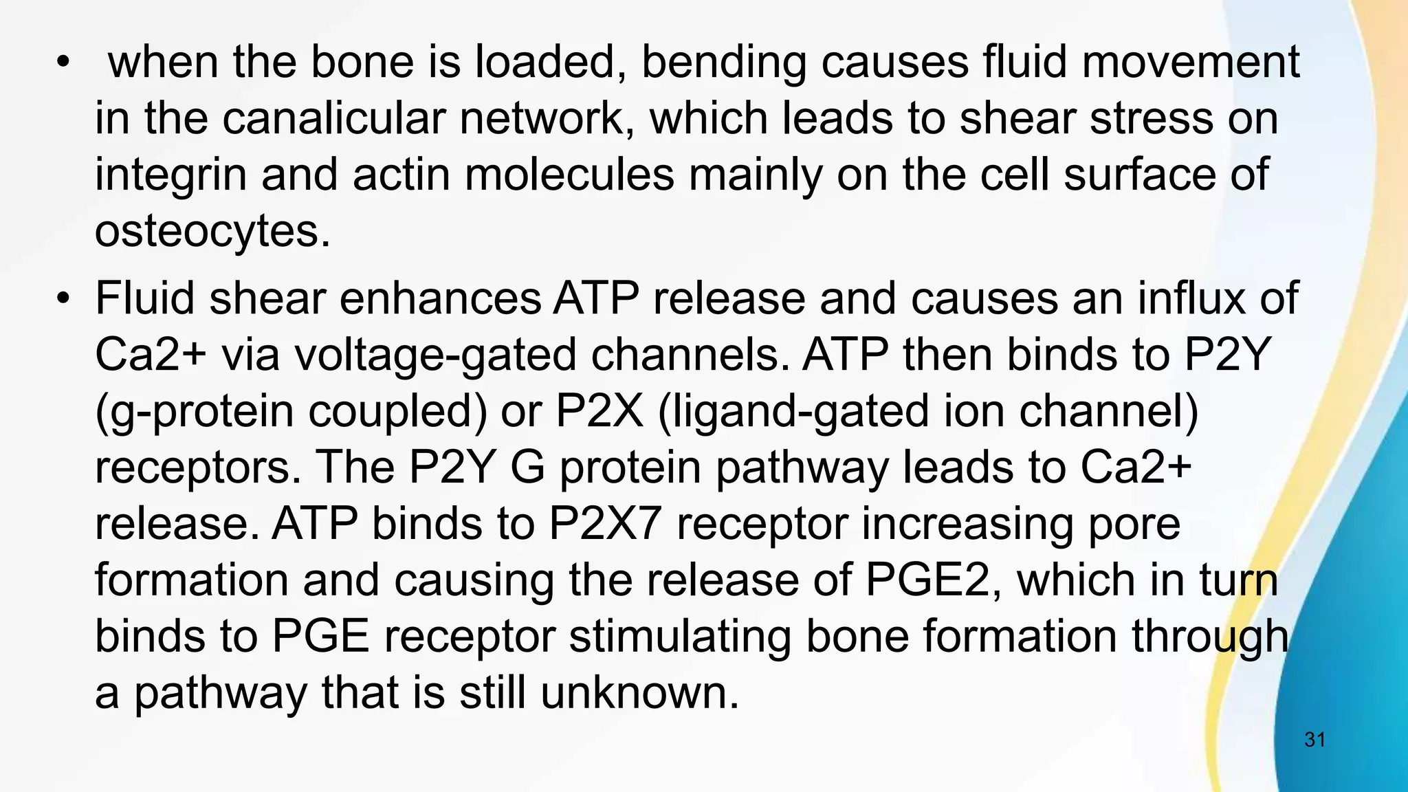 • when the bone is loaded, bending causes fluid movement
in the canalicular network, which leads to shear stress on
integrin and actin molecules mainly on the cell surface of
osteocytes.
• Fluid shear enhances ATP release and causes an influx of
Ca2+ via voltage-gated channels. ATP then binds to P2Y
(g-protein coupled) or P2X (ligand-gated ion channel)
receptors. The P2Y G protein pathway leads to Ca2+
release. ATP binds to P2X7 receptor increasing pore
formation and causing the release of PGE2, which in turn
binds to PGE receptor stimulating bone formation through
a pathway that is still unknown.
31
 