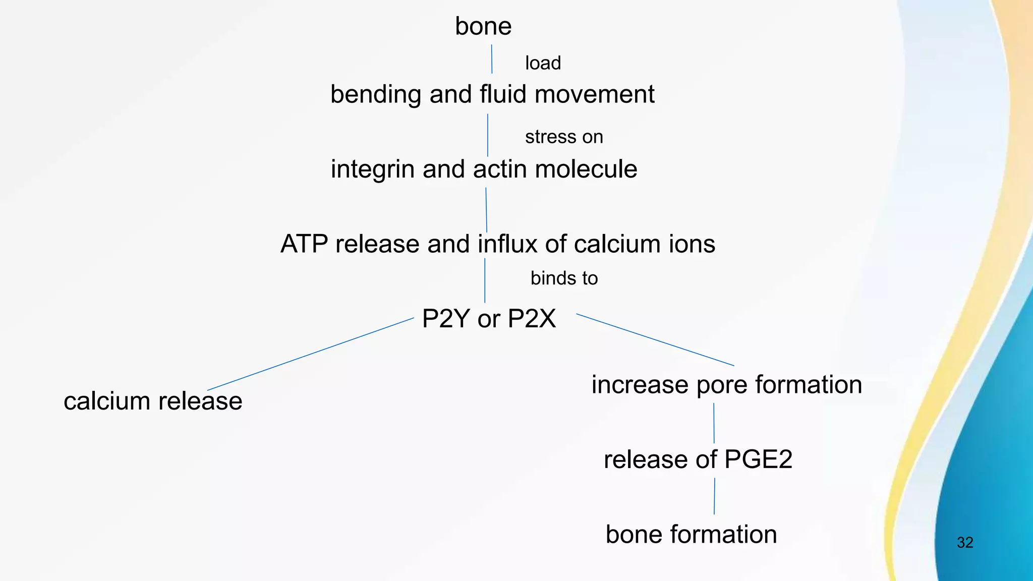 32
bone
bending and fluid movement
integrin and actin molecule
ATP release and influx of calcium ions
P2Y or P2X
calcium release
increase pore formation
release of PGE2
bone formation
load
stress on
binds to
 