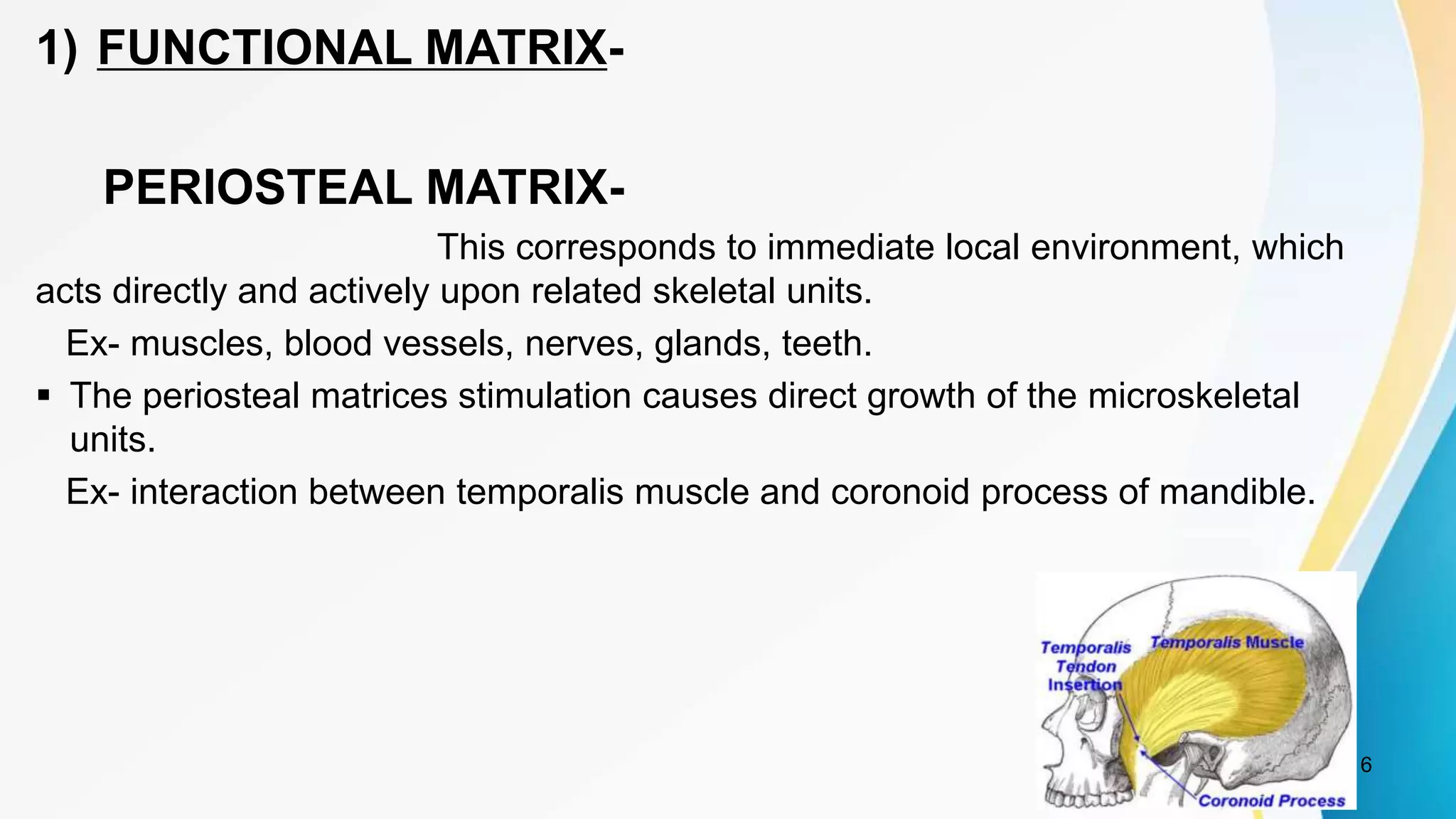 1) FUNCTIONAL MATRIX-
PERIOSTEAL MATRIX-
This corresponds to immediate local environment, which
acts directly and actively upon related skeletal units.
Ex- muscles, blood vessels, nerves, glands, teeth.
 The periosteal matrices stimulation causes direct growth of the microskeletal
units.
Ex- interaction between temporalis muscle and coronoid process of mandible.
6
 