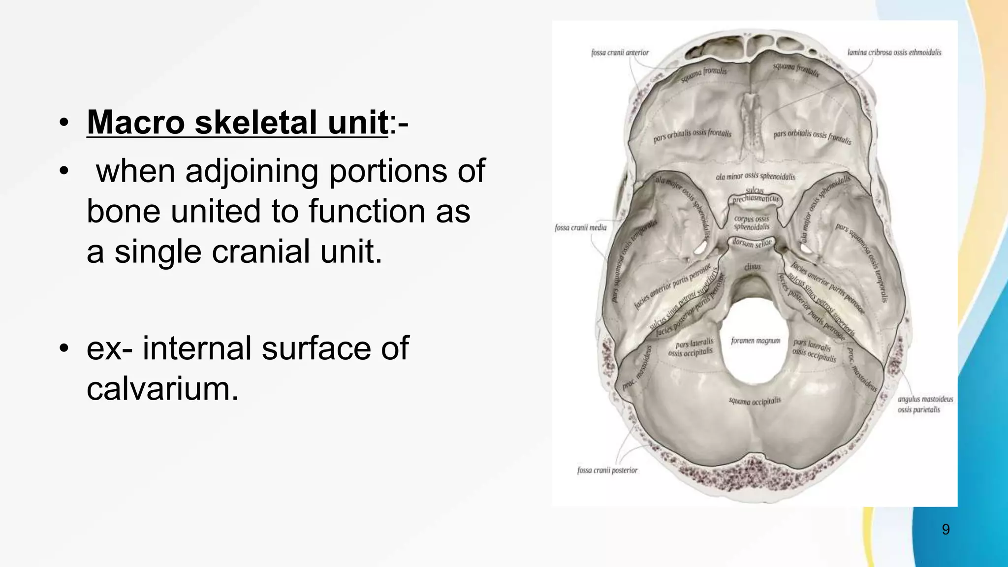 • Macro skeletal unit:-
• when adjoining portions of
bone united to function as
a single cranial unit.
• ex- internal surface of
calvarium.
9
 