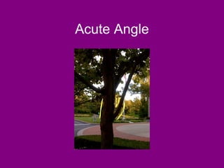 Acute Angle