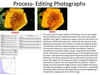 Process- Editing Photographs
Original Edited
This is the second image I edited in Photoshop. I am not very happy
with this edit because I wanted the flower to be much more yellow
and bold. Once again I cropped the image so that the main focus is on
the flower and the little bug inside. I took down the exposure as the
lighting on some petals was too white. To make them appear darker I
increased the contrast as well as taking away a percentage of white. I
increased the vibrancy so that the yellow was brighter, however I
noticed that it turned the flower orange. I experimented with RGB
curves, mainly blue, so that the green leaves in the background stood
out more. I sharpened the image and increased the detail so that the
little bug in the flower stood out more as well as the tiny hairs on the
inside. Once again, on the adjustment layer I changed the brightness
and vibrancy, however I am not happy with the outcome. I tried to
change the colour with the dodge and burn tool to lighten the petals,
although they changed to a lighter orange. In the future, I would keep
the flower yellow and make the bug stand out more by highlighting it
and possibly cropping even more of the image.
 