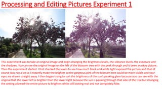 Processing and Editing Pictures Experiment 1
This experiment was to take an original image and begin changing the brightness levels, the vibrance levels, the exposure and
the shadows. You can see the original image on the left of the blossom tree with the peak through and it been an okay picture.
Then the experiment started. I first checked the levels to see how much black and white light exposed the picture and that of
course was not a lot so I instantly made the brighter so the gorgeous pink of the blossom tree could be more visible and your
eyes are drawn straight away. I then began trying to sort the brightness of the sun’s peaking glare because you can see with the
original that the lower left is brighter than the lower right because the sun is peaking through that side of the tree but changing
the setting allowed the entire picture to brighten while still looking real and not completely fake.
 