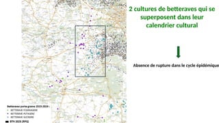 3
2 cultures de betteraves qui se
superposent dans leur
calendrier cultural
Absence de rupture dans le cycle épidémique
 