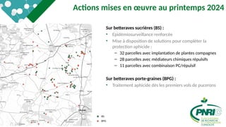5
Actions mises en œuvre au printemps 2024
Sur betteraves sucrières (BS) :
• Epidémiosurveillance renforcée
• Mise à disposition de solutions pour compléter la
protection aphicide :
– 32 parcelles avec implantation de plantes compagnes
– 28 parcelles avec médiateurs chimiques répulsifs
– 11 parcelles avec combinaison PC/répulsif
Sur betteraves porte-graines (BPG) :
• Traitement aphicide dès les premiers vols de pucerons
 
