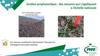 8
Gestion prophylactique : des mesures qui s’appliquent
à l’échelle nationale
10 % d’échantillons infectés
au printemps 2024
Ces mesures contribuent à faire baisser l’inoculum du
champignon Cercospora beticola
 