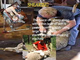 The fleece of sheep along
with a thin layer of skin is
peeled from the body using
large razor or with
electrically-driven shearing
machine
 
