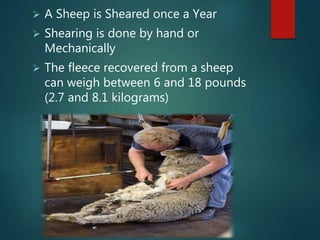  A Sheep is Sheared once a Year
 Shearing is done by hand or
Mechanically
 The fleece recovered from a sheep
can weigh between 6 and 18 pounds
(2.7 and 8.1 kilograms)
 