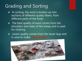 Grading and Sorting
 In sorting, the wool is broken up into
sections of different quality fibers, from
different parts of the body
 The best quality of wool comes from the
shoulders and sides of the sheep and is used
for clothing
 Lesser quality comes from the lower legs and
is used to make rugs/carpets
 