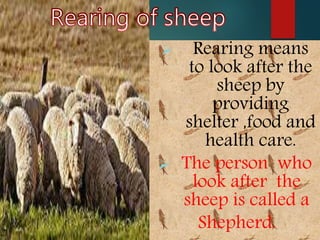 REARING
 Rearing means
to look after the
sheep by
providing
shelter ,food and
health care.
 The person who
look after the
sheep is called a
Shepherd.
 