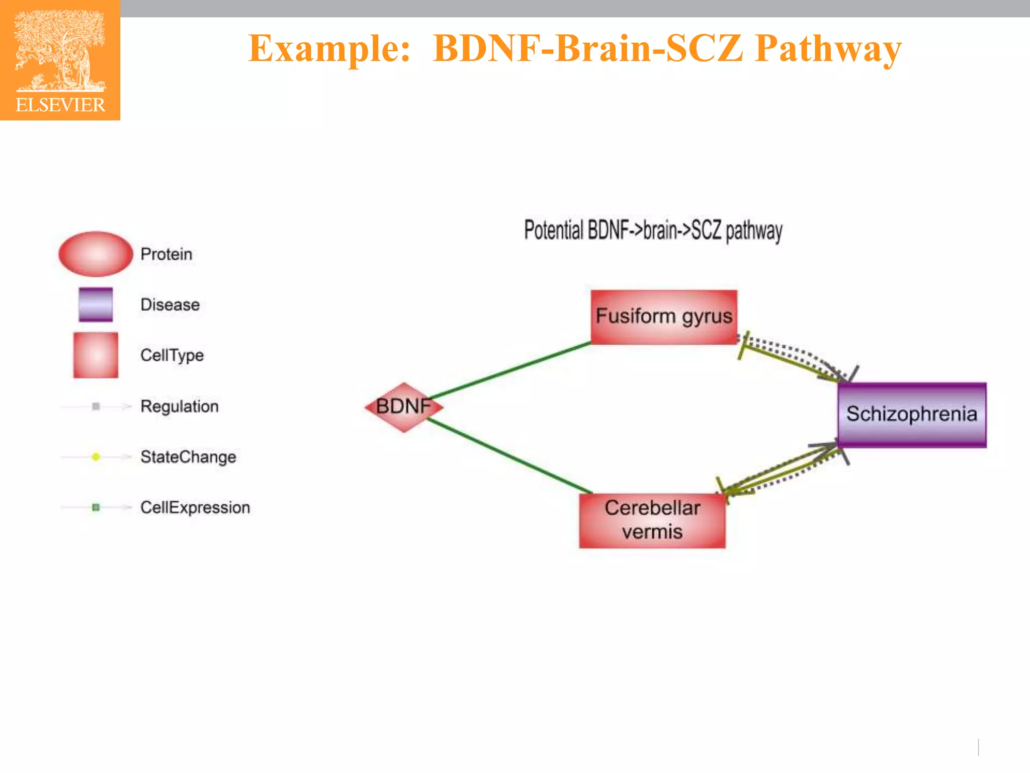 Example: BDNF-Brain-SCZ Pathway
 --Continued
 