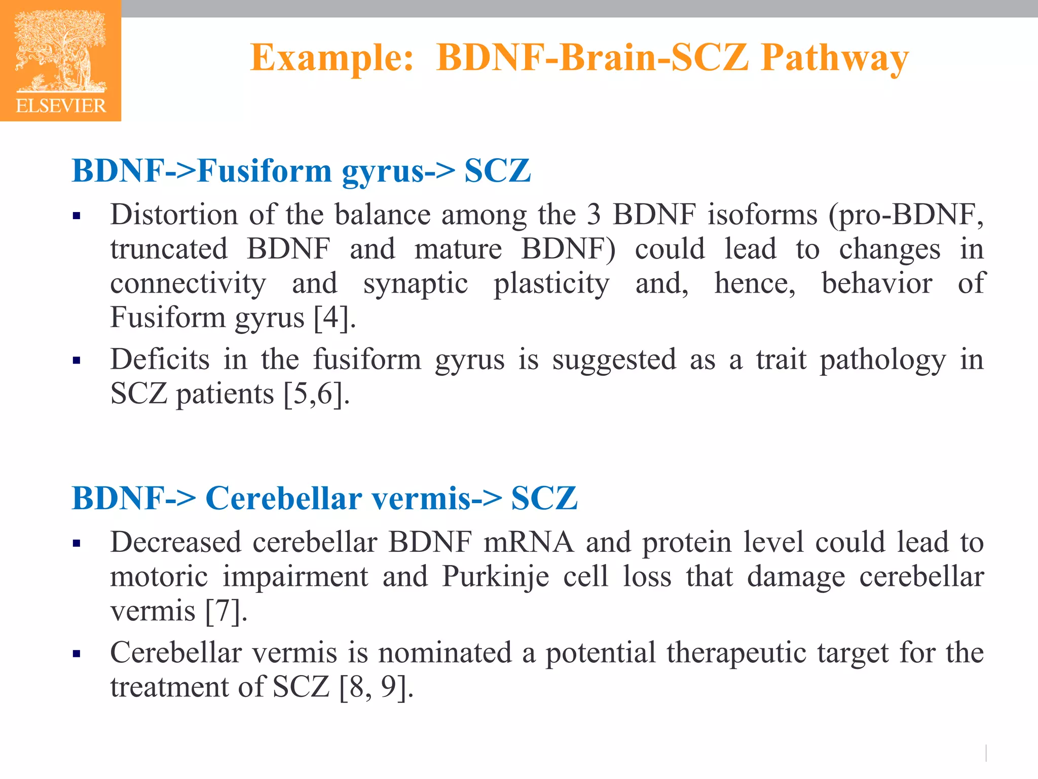 Example: BDNF-Brain-SCZ Pathway
BDNF->Fusiform gyrus-> SCZ
 Distortion of the balance among the 3 BDNF isoforms (pro-BDNF,
truncated BDNF and mature BDNF) could lead to changes in
connectivity and synaptic plasticity and, hence, behavior of
Fusiform gyrus [4].
 Deficits in the fusiform gyrus is suggested as a trait pathology in
SCZ patients [5,6].
BDNF-> Cerebellar vermis-> SCZ
 Decreased cerebellar BDNF mRNA and protein level could lead to
motoric impairment and Purkinje cell loss that damage cerebellar
vermis [7].
 Cerebellar vermis is nominated a potential therapeutic target for the
treatment of SCZ [8, 9].
 