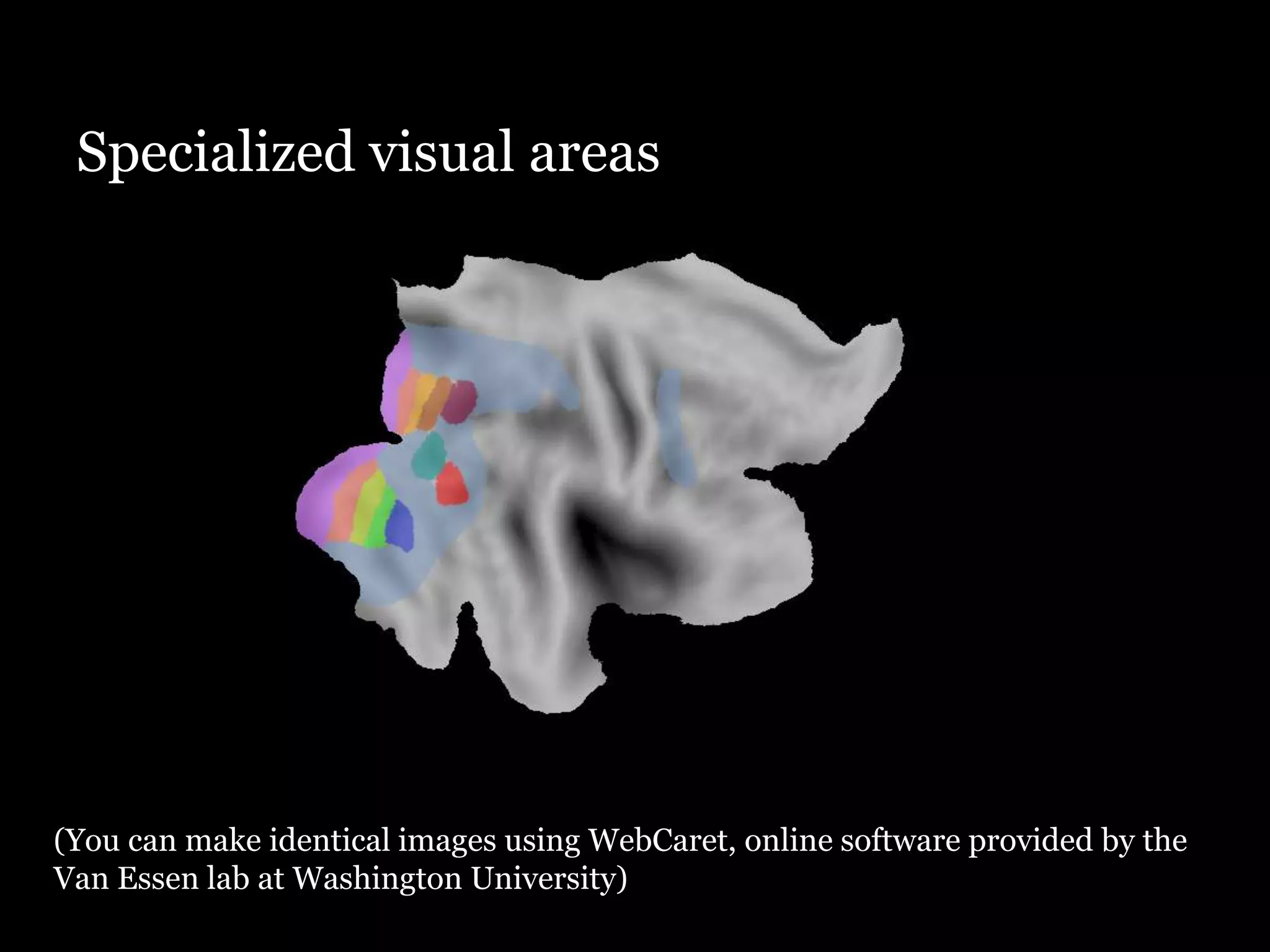 Specialized visual areas




(You can make identical images using WebCaret, online software provided by the
Van Essen lab at Washington University)
 