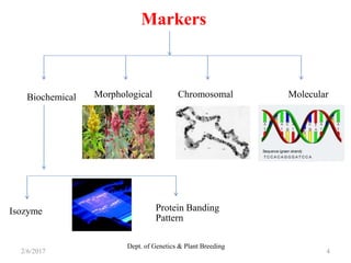 Molecular markers and Functional molecular markers | PPTX
