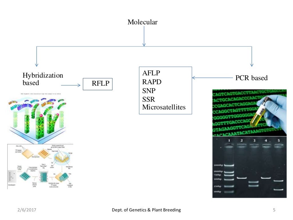 Molecular markers and Functional molecular markers