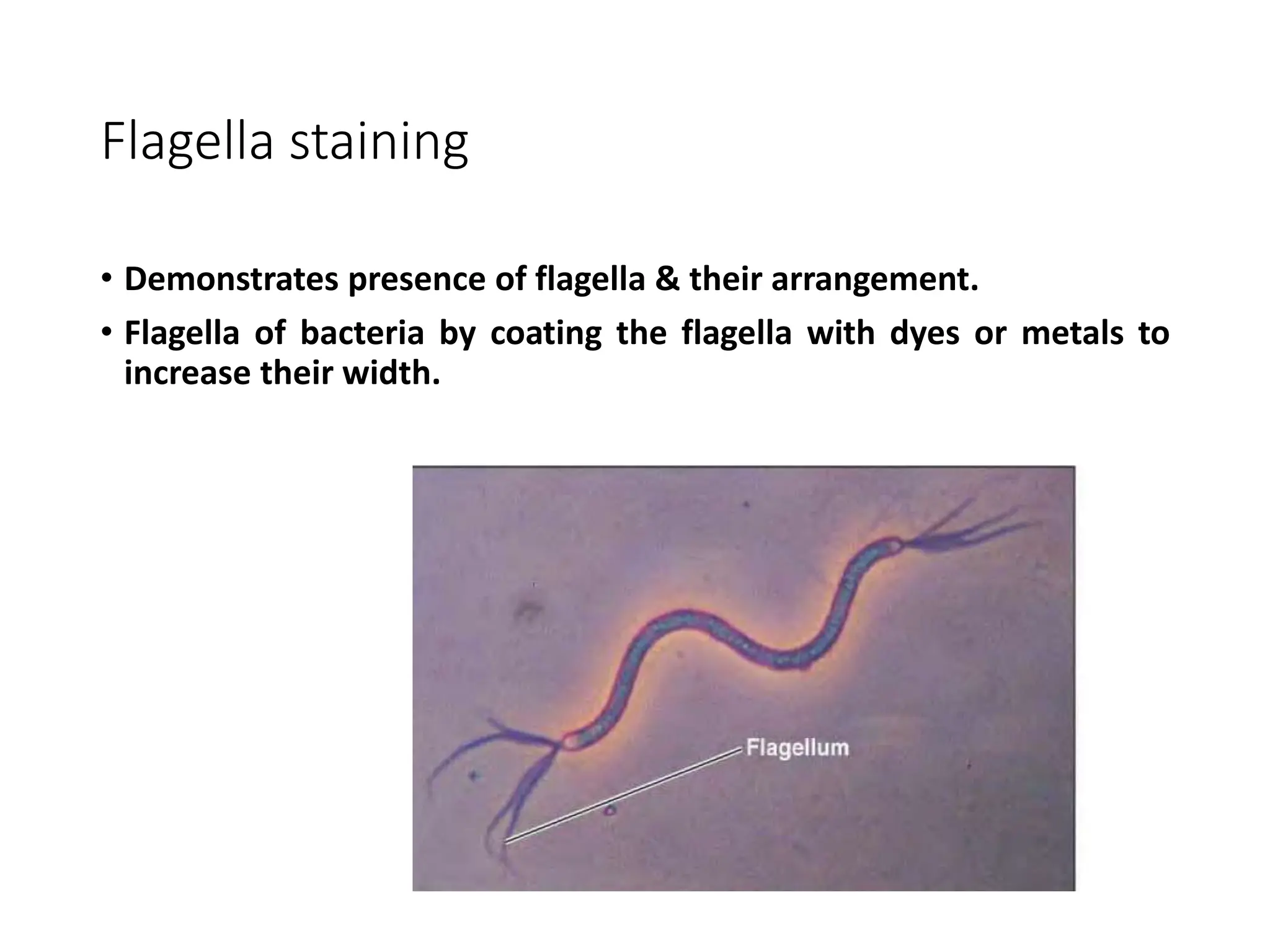 Flagella staining
• Demonstrates presence of flagella & their arrangement.
• Flagella of bacteria by coating the flagella with dyes or metals to
increase their width.
 